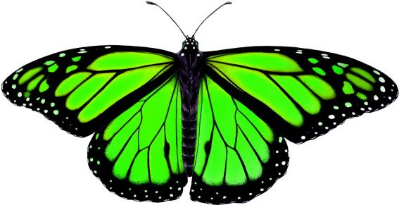 Butterfly Png Transparent Image - Animal Symmetry In Nature (866x650), Png Download