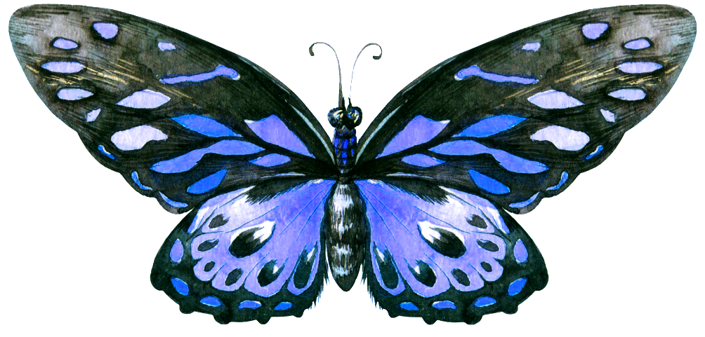 Hand Painted A Blue Butterfly Png Transparent - Portable Network Graphics (1024x499), Png Download