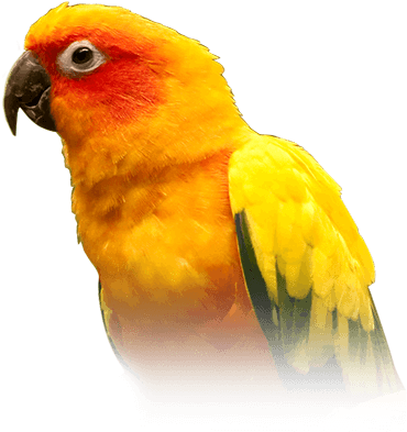 Sun Conure - Parrot Bird (410x449), Png Download