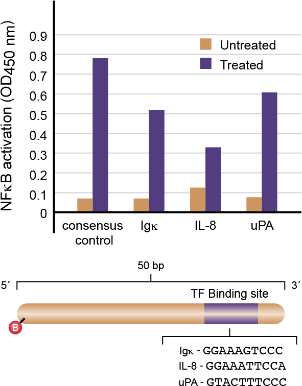 Measuring Nfκb P65 At Different Binding Sites - Data (595x767), Png Download