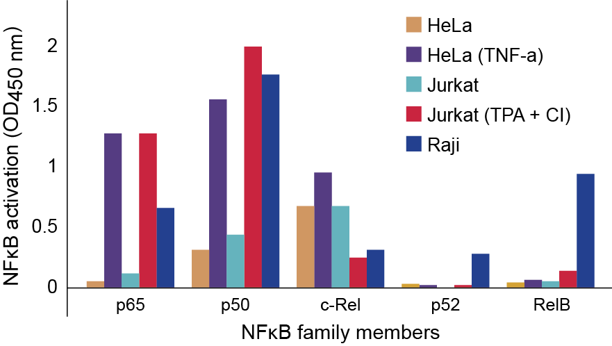 Nfkb Family Profiling Of Dna Binding Activation In - Nf-κb (881x498), Png Download