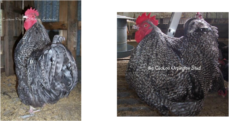 Cuckoo, Black, Chocolate, Splash Orpingtons And The - Chocolate (772x409), Png Download