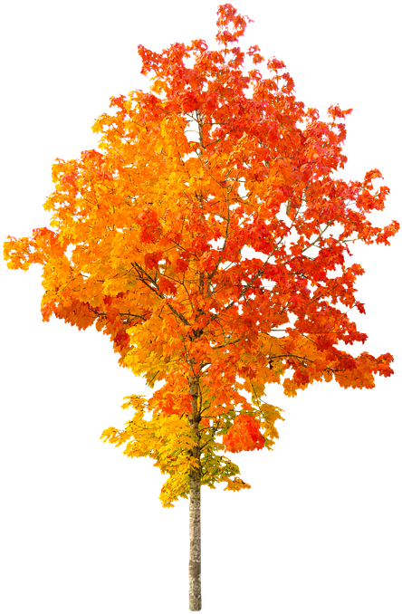 Fall Leaf Clipart No Background Pngline Autumn Tree Full Size Png Download Seekpng