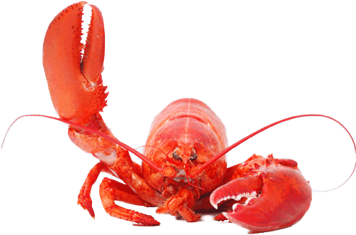 Lobster Png (500x341), Png Download
