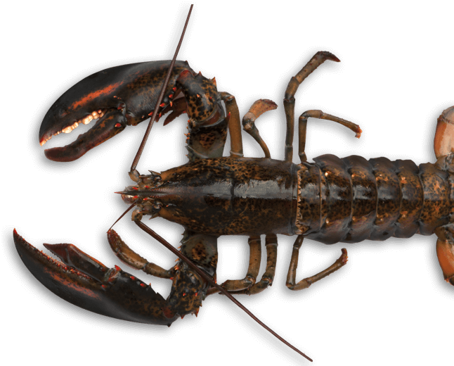 Our Partners Also Follow Regulations Concerning Trap - American Lobster (646x520), Png Download