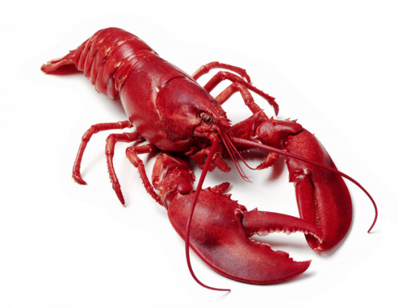 Cafepress Lobster Tile Coaster (600x441), Png Download