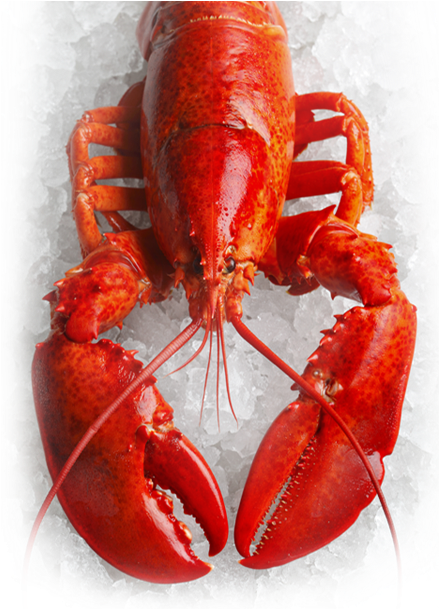 Lobster (467x701), Png Download