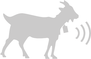 Follow The Animals' Movements - Goats For Sale Sign (640x440), Png Download