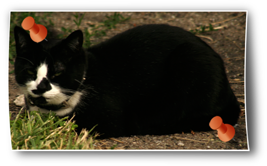 Black & White Cat - Domestic Short-haired Cat (600x353), Png Download