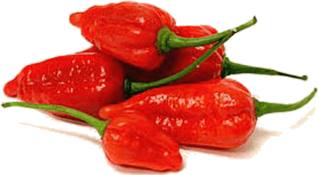 The Bhut Jolokia Also Known As Ghost Pepper Has Been - King Chilly (556x341), Png Download