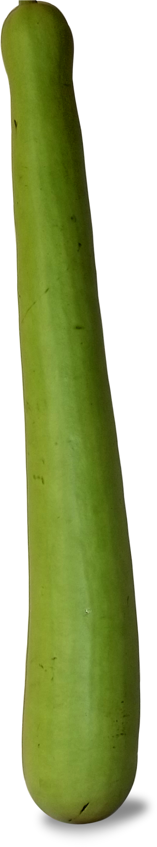 Bottle Gourd - Bamboo (595x2869), Png Download