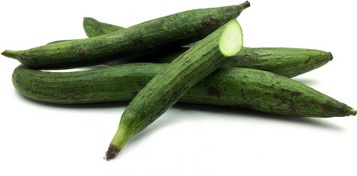 Sponge Gourd - Gilki - Sponge Gourd Png (500x500), Png Download