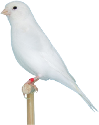 Pigeons And Doves (700x525), Png Download