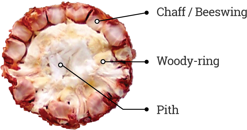 Corncob Particles Are Valuable Primarily Because They - Parts Of Maize Cob (815x429), Png Download