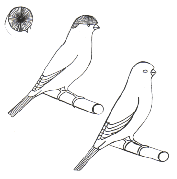 All Stafford Canaries Are To Be Exhibited In A Clean - Parrot (377x365), Png Download