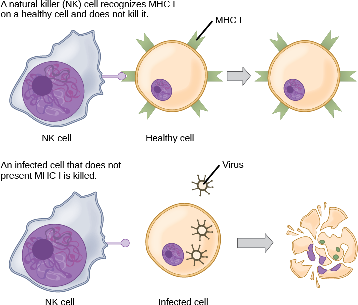 Figure 42 02 - Nk Lymphocytes (725x624), Png Download