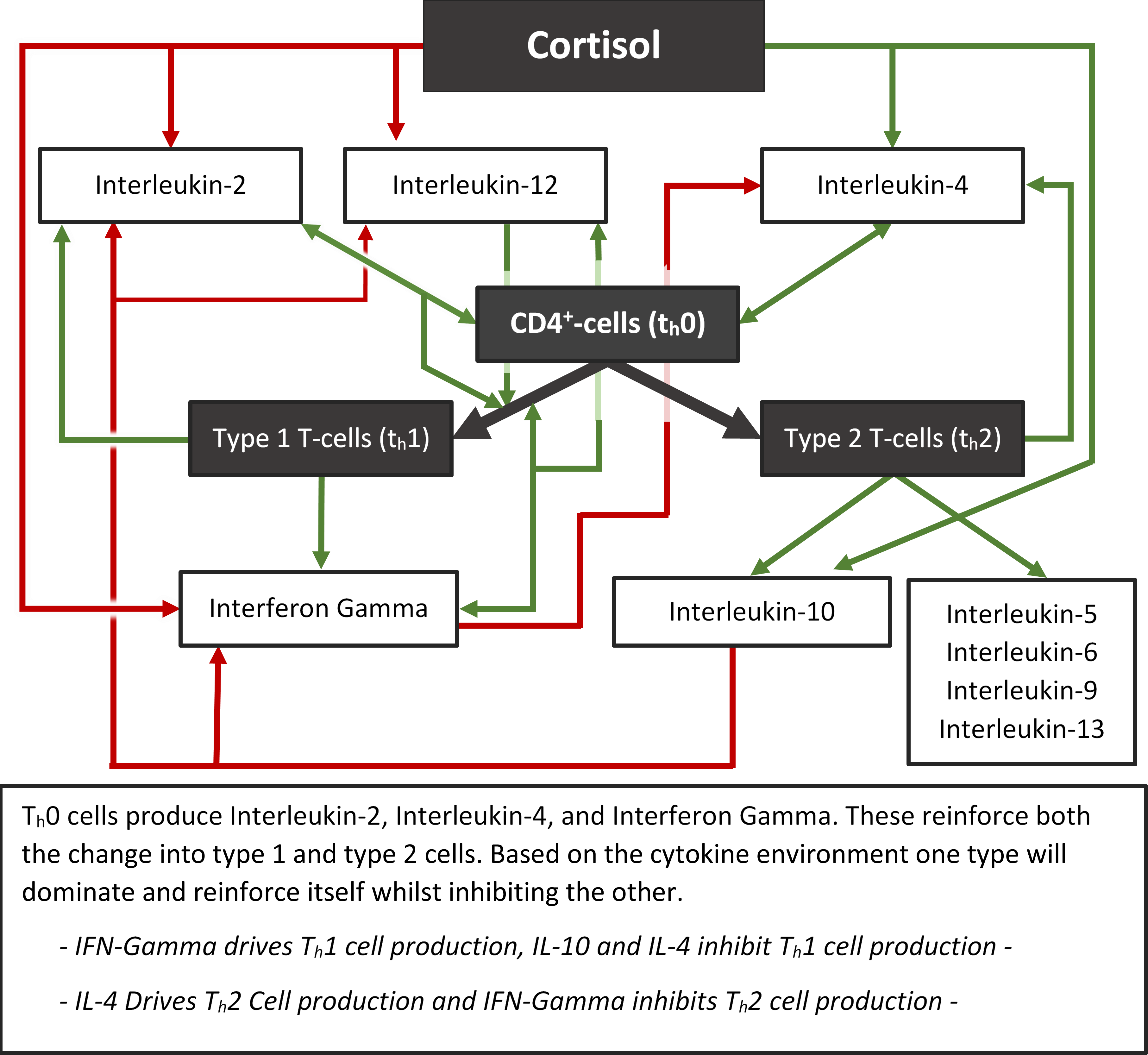 This Is What Negativity Does To Your Immune System, - Diagram (3781x3414), Png Download