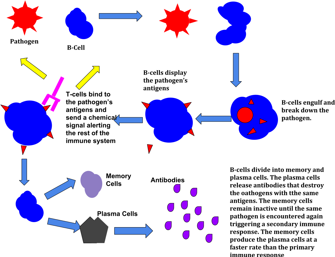 Immune Response (1200x904), Png Download