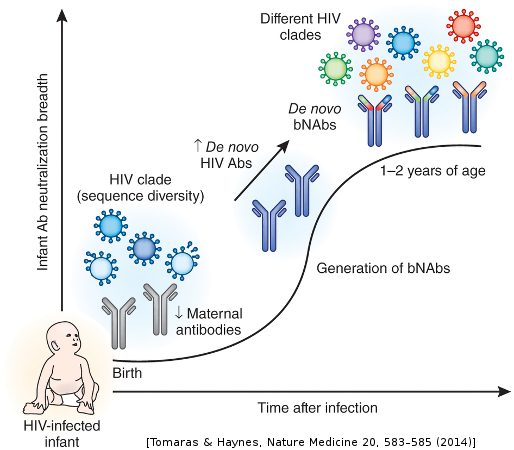Our Adaptive Immune Systems Continually Update Themselves - Immune System Phylogeny (514x450), Png Download