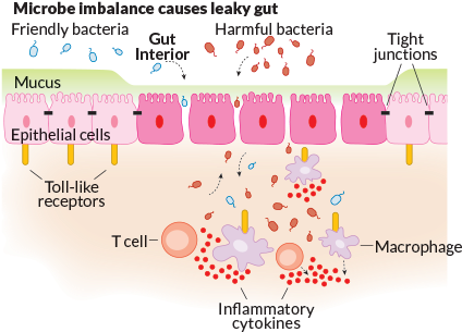 Break On Through - Gut Epithelium Diagram (445x324), Png Download
