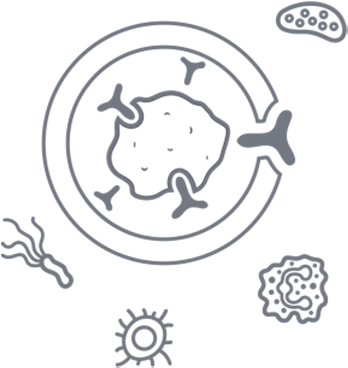 To Resist Or Eliminate Potentially Harmful Foreign - Immune System (500x425), Png Download