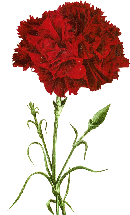 Http - //jaehos - Tumblr - - Red Carnation (500x784), Png Download