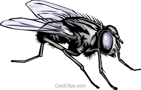 Housefly Royalty Free Vector Clip Art Illustration - Fly Clip Art (480x308), Png Download