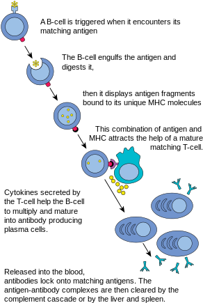 Complement System[edit] - Production Of Plasma Cells (300x461), Png Download
