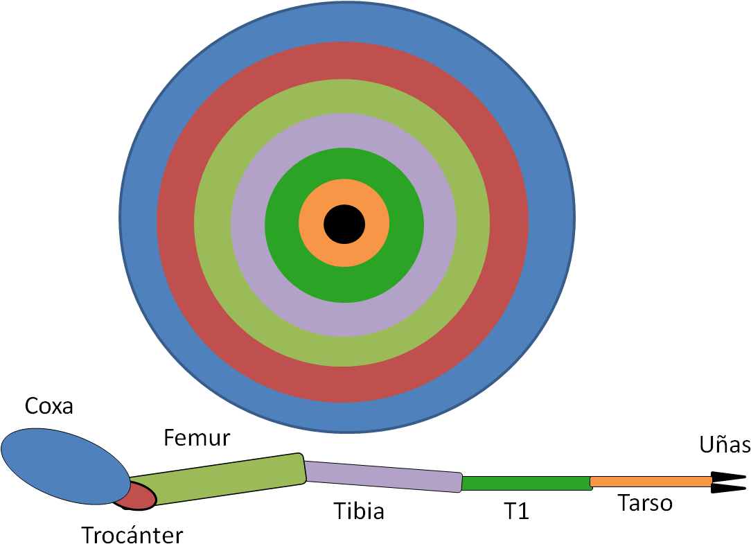 Ejemplo Del Disco Imaginal De Una Pata De Mosca - Imaginal Disc (1111x803), Png Download