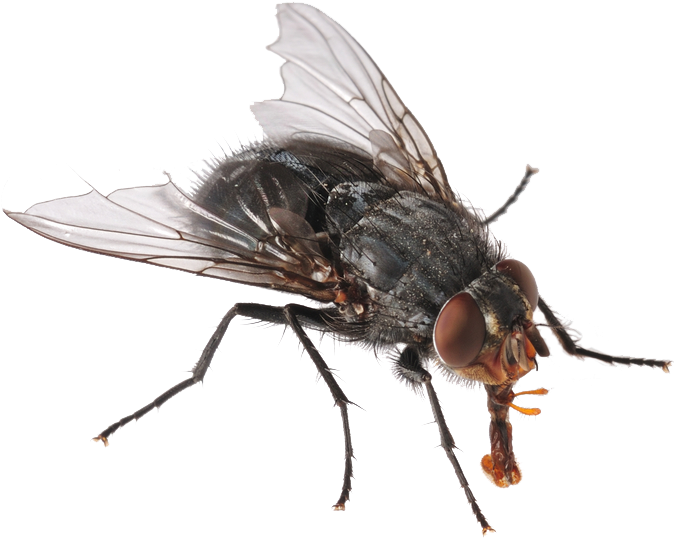 Las Moscas Pertenecen La Clase Insecta Y A La Orden - Cockroach And Insects (680x554), Png Download