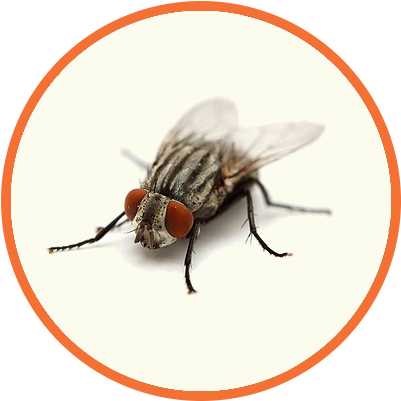 Cupinsect Pragas Urbanas Mosca - Cluster Fly (410x410), Png Download