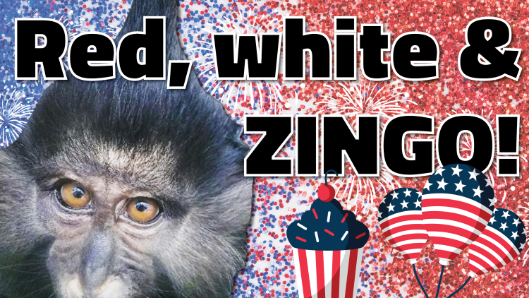 Zingo's First Birthday - Dog Toy (750x422), Png Download