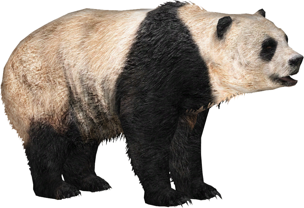 Giant Panda - Panda .png (970x970), Png Download