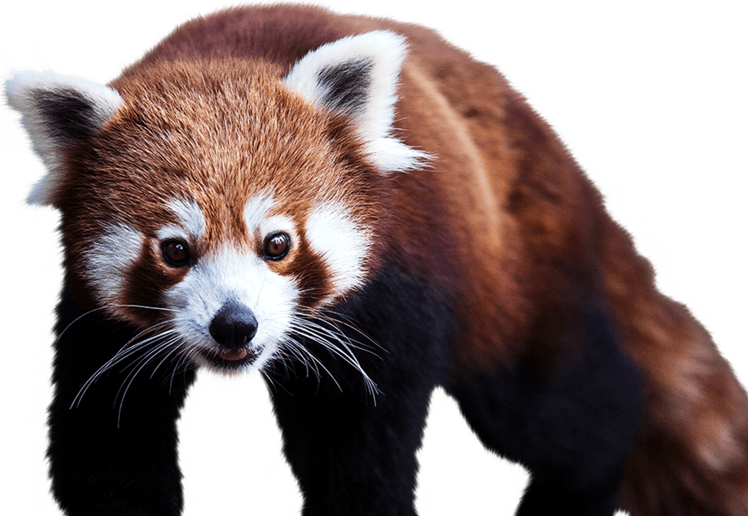 Red Panda - Red Panda Image Png (1053x727), Png Download