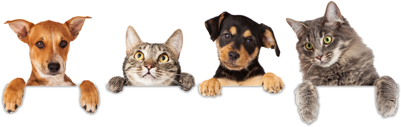 About Our Practice - Cat And Dog Png (1000x370), Png Download