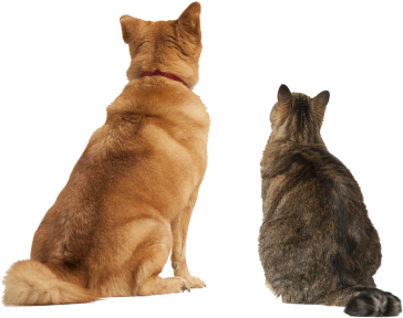 Chapel Hill, Lucan, Co - Cat And Dog Looking Up (400x318), Png Download