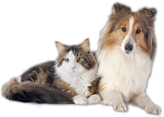 Find Out What To Do If Your Cat Is Sick Or If Your - Maine Coon Cat With Dog (576x411), Png Download