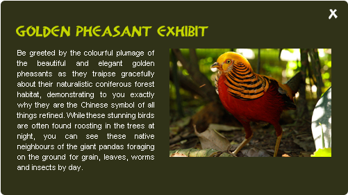 Meet The Friendly Inhabitants Of The Giant Panda Forest - Turkey (500x470), Png Download