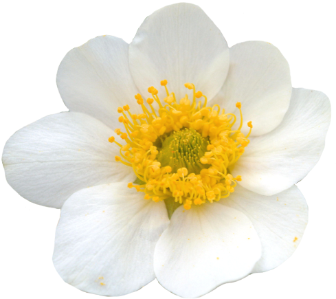Yellow Transparent Flower Crown Download - Evergreen Rose (500x450), Png Download