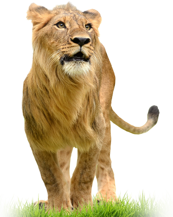 Lion - World Animals (576x722), Png Download