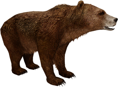 Atlas Bear - Brown Bear In Africa (399x399), Png Download