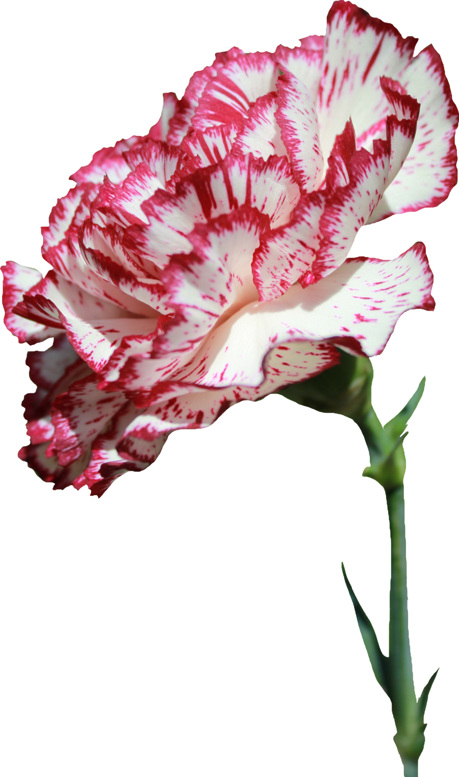 Carnations, Dark, Flowers, Garden, Bliss, Decoupage, - Carnations Flower Transparent (900x1521), Png Download