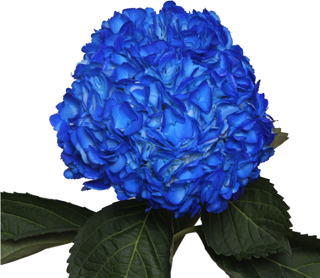 Tinted Dark Blue - Dark Blue Flowers Transparent (650x600), Png Download