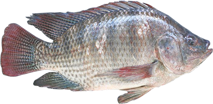 Red Tilapia - Imagem De Tilapias Png (706x360), Png Download