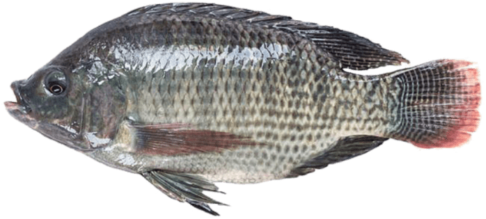 Does Tilapia Look Like (800x355), Png Download