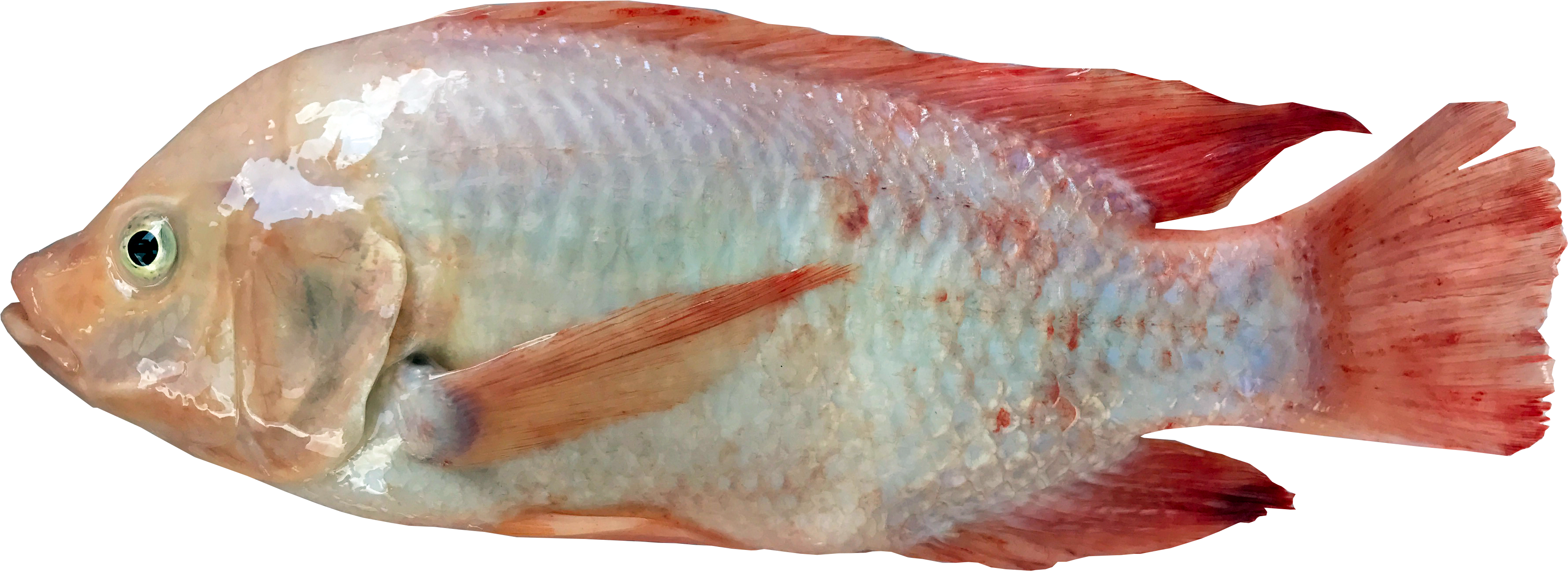 1 - - Tilapia (3645x1384), Png Download