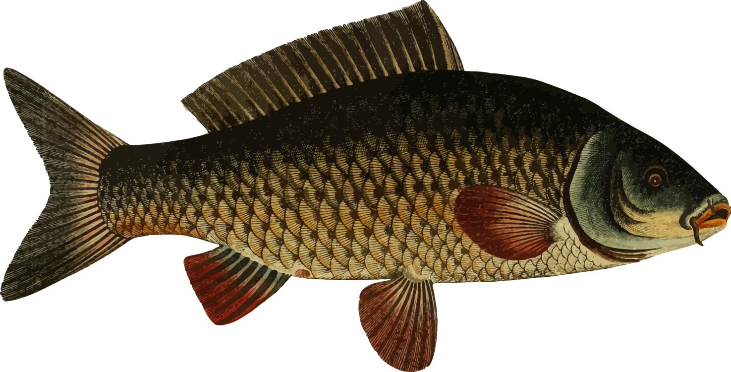 Mirror Carp Freshwater Fish Tilapia Fresh Water (1475x750), Png Download