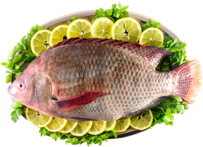 Fish (768x507), Png Download