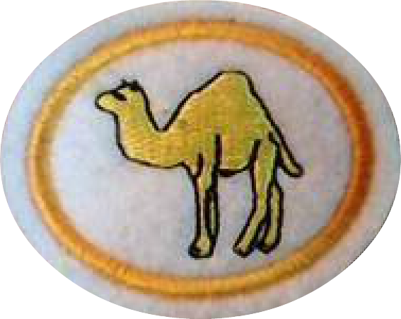 Camels Honor - Arabian Camel (567x450), Png Download