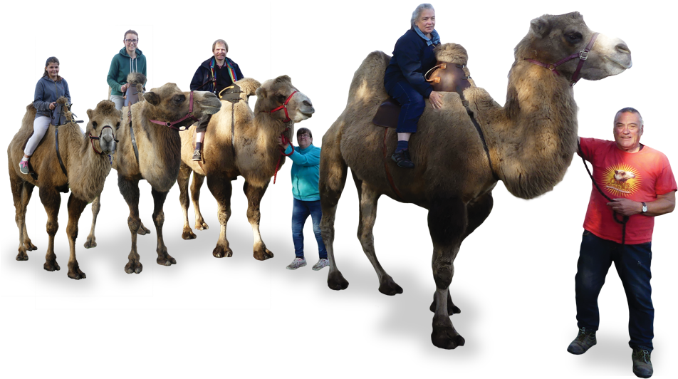 Touch And See Our Camels Close-up - Camel Park Oasis (960x531), Png Download